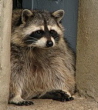 Raccoon